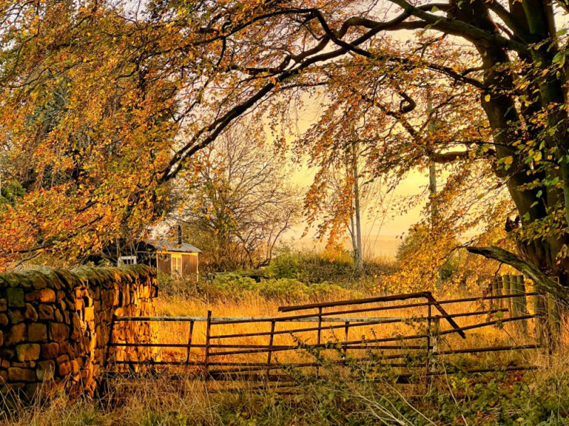 Lavender Shepherd Hut