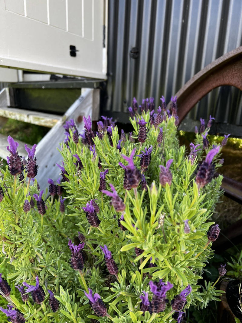 Lavender Shepherds Hut